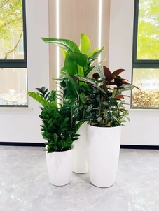 宁波海曙植物租摆，为您的生活注入绿色活力